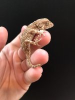 helmetgecko1.jpg