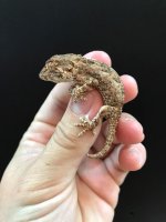 helmetgecko3.jpg
