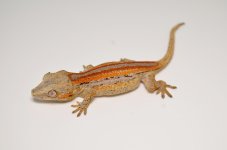 DSC_1233.jpg