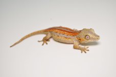 DSC_1237.jpg