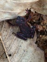 purpleatelopus.JPG