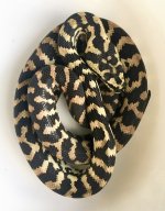 BANDED FEMALE FOR SALE.jpg