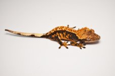 DSC_1218.jpg