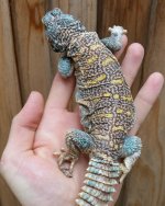ornata.jpg