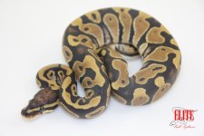 ScalelessHeadM1-120g.jpg