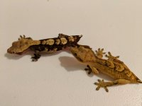 IMG_20180108_213013.jpg