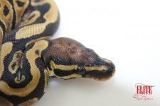 ScalelessHeadM1-120g-Closeup.jpg