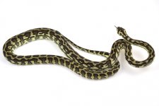 female-2015-pure-coastal---mbb-jag-x-precision-jag_38049396994_o.jpg