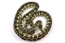 female-2015-pure-coastal---mbb-jag-x-precision-jag_38049398004_o.jpg