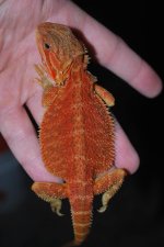 Red Trans 66% het hypo.jpg