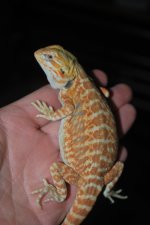 DSC_0225.jpg