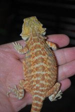 DSC_0222.jpg