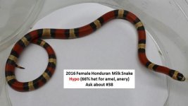 16hypo 2 (2).jpg