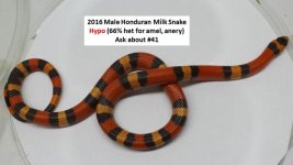 16hypo 3 (2).jpg