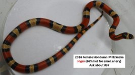 16hypo 4 (2).jpg