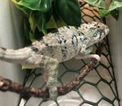 babychameleon5.18.jpg