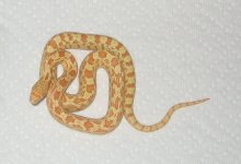 09AlbinoSonoranMales 099.jpg