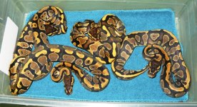 Yellow Belly 66% Het Pied Clutch 002.jpg