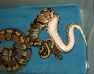 Yellow Belly 66% Het Pied Clutch 003.jpg