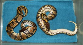 Yellow Belly 66% Het Pied Clutch 005.jpg