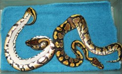 Yellow Belly 66% Het Pied Clutch 004.jpg