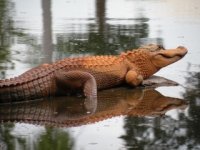 orange_gator.jpg