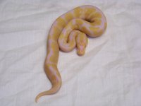 ball bythons for sale 117.jpg