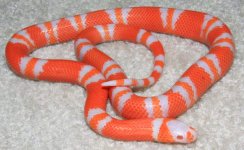 5th_Amel het hypo F.jpg