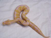 ball bythons for sale 118.jpg