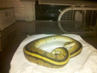IMG_20110103_181208.jpg