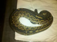 IMG_20110103_181506.jpg