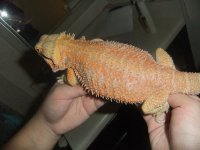 DSCF5281.jpg