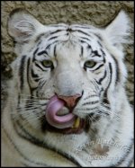 WhiteBengal6227-web.jpg
