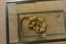 COPPERHEAD.jpg