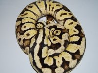 CSC_0471.jpg