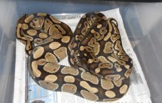cinnamon het clown x het clown.jpg