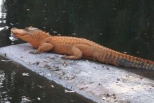 real-orange-gator-large.jpg