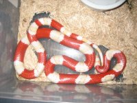 Animals 062.jpg