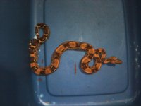 female redtail het.jpg