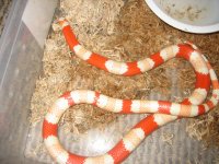 Animals 063.jpg