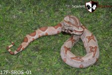 Hypo 17F-SROS-01.jpg