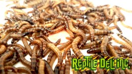 smallsuperwormproductshot.jpg