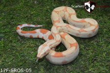 Albino rlt 17F-SROS-05 2.jpg