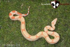 albino rlt 17F-SROS-05.jpg