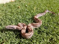 lavender het super female #2.jpg