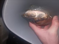 turtle.jpg