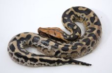 PUMPKIN+17-96+male+$300.jpg