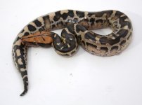 PUMPKIN+17-100+female+$400+nice+head+color.jpg