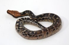 PUMPKIN+17-102+male+$325+nice+head+color.jpg