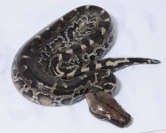 CxV+17-145+male+$275.jpg